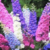 Rocket larkspur blume samen for anpflanzung - long bloom season, heirloom & gmo free samen for home garten
 
 sale samen for home garten