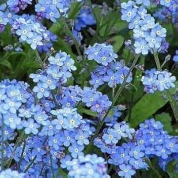 Himmelblau Nezabudka Blumensamen zur Aussaat Drought verträglich Traditionssorte & ohne Gentechnik Samen Hausgarten