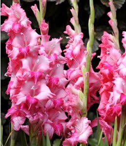 Rosa gladiolus blume samen for anpflanzung - perfect for borders, heirloom & gmo free samen for home garten
 
 sale for anpflanzung in home garten