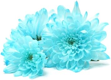 Light blau chrysanthemum blume samen for anpflanzung - easy to grow, heirloom & gmo free samen for home garten
 
 sale samen for anpflanzung in home garten