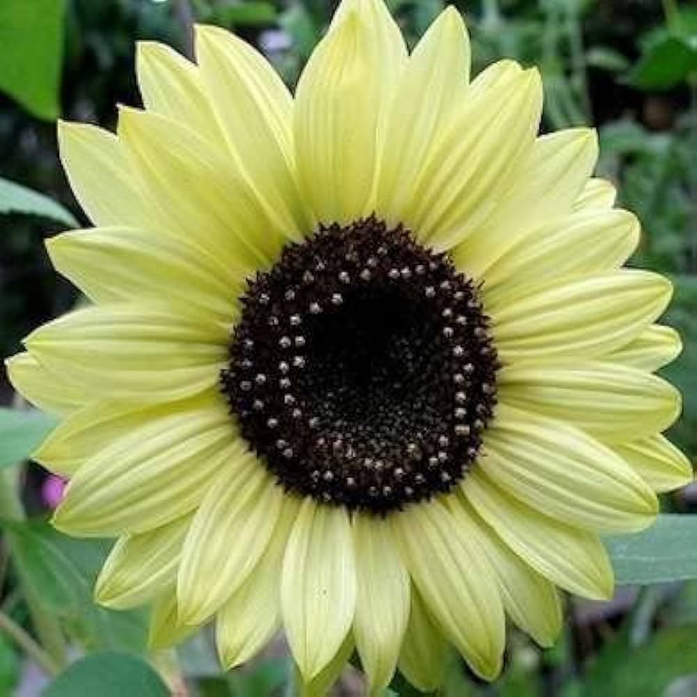 Vanilla Ice Sonnenblume lang-Lasting einjährig Samen Sunflowers Garten