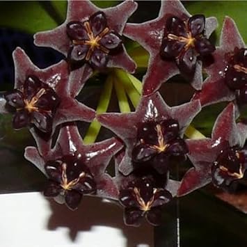 Schwarz (schwarz hoya) samen for anpflanzung in home garten