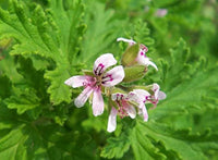 Grün Pelargonium Blumensamen zur Aussaat Anzucht Traditionssorte & ohne Gentechnik Samen Hausgarten