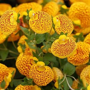 Gelb rot calceolaria blume samen for anpflanzung - colorful display, heirloom & gmo free samen for home garten
 
 sale samen for anpflanzung in home garten