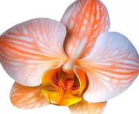 Orange Weiß Schmetterlingsorchidee Orchidee Blumensamen 50 pcs Blumensamen zur Aussaat robust Sorte Traditionssorte & ohne Gentechnik Samen Hausgarten