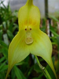 Grün monkey face orchids blume samen for anpflanzung - sun loving, heirloom & gmo free samen for home garten
 
 sale for anpflanzung in home garten.
