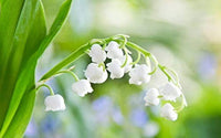 Giglio dei Semi Blume Valley Bell Orchidee Samen