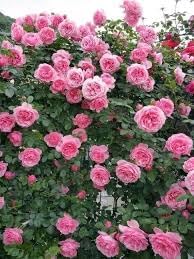 Climbing (climbing rose) samen for anpflanzung in home garten
