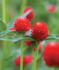 Rot bachelor button centaurea cyanus samen for anpflanzung in butterfly garten