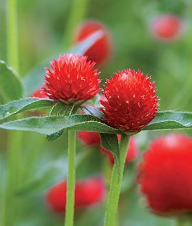 Rot bachelor button centaurea cyanus samen for anpflanzung in butterfly garten