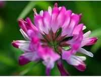 Rosa astragalus sinicus blume samen for anpflanzung - wildflower mix, heirloom & gmo free samen for home garten
 
 sale samen for anpflanzung in home garten
