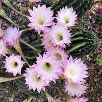 Kakteen blume samen for anpflanzung seasonal bloomer heirloom & gmo free samen for home garten 
 
 sale samen for home garten anpflanzung