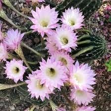 Kakteen blume samen for anpflanzung seasonal bloomer heirloom & gmo free samen for home garten 
 
 sale samen for home garten anpflanzung