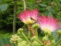 Albizia Blumensamen – Mimosa Silk Baum Samen Blume Pot Pflanzen – DIY Hausgarten
