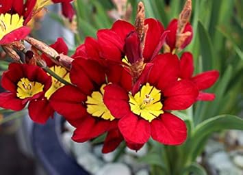 Sparaxis (sparaxis blume) samen for anpflanzung in home garten