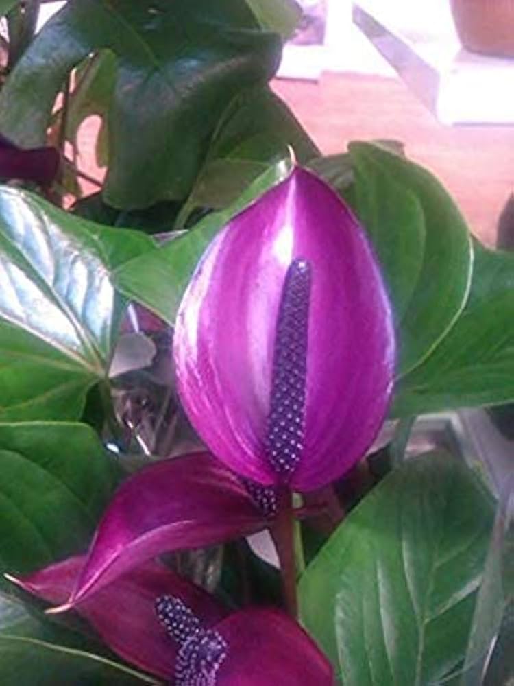 dunkel Violett Flamingoblume Blumensamen zur Aussaat Wildblume Mischung Traditionssorte & ohne Gentechnik Samen Hausgarten