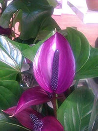 dunkel Violett Flamingoblume Blumensamen zur Aussaat Wildblume Mischung Traditionssorte & ohne Gentechnik Samen Hausgarten