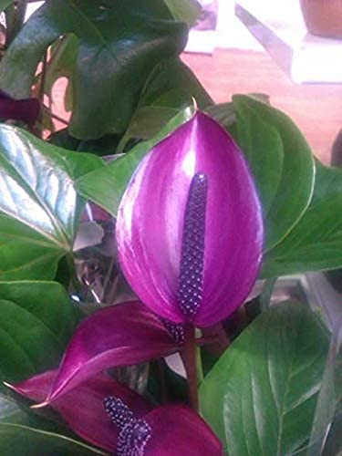 dunkel Violett Flamingoblume Blumensamen zur Aussaat Wildblume Mischung Traditionssorte & ohne Gentechnik Samen Hausgarten