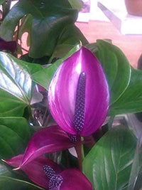 dunkel Violett Flamingoblume Blumensamen zur Aussaat Wildblume Mischung Traditionssorte & ohne Gentechnik Samen Hausgarten