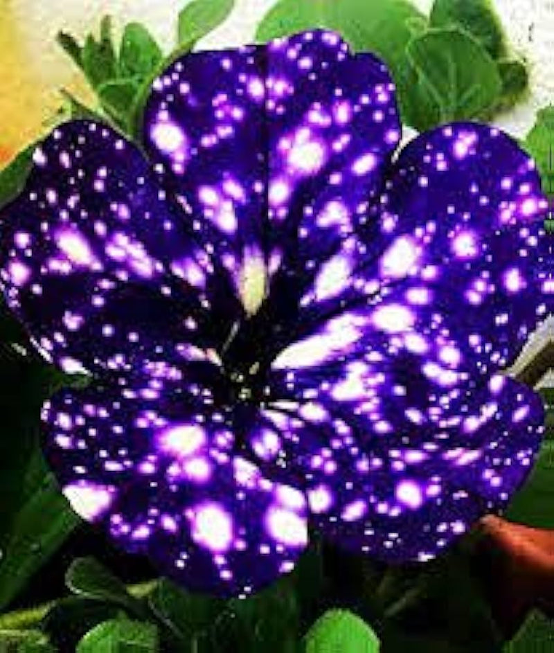 Petunia night sky blau blume samen