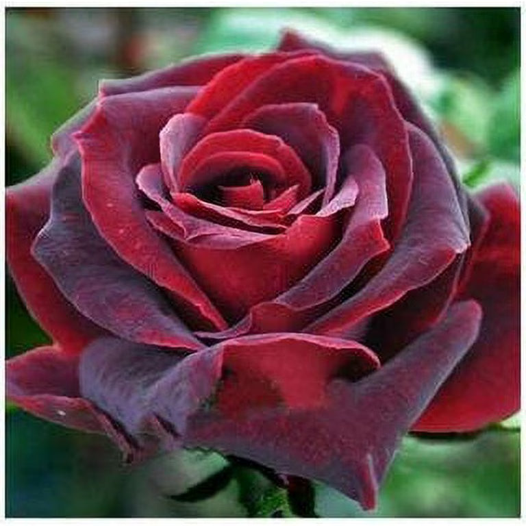 dunkel Rot Germany Rose Blumensamen zur Aussaat Traditionssorte ohne Gentechnik Anzucht Garten Blüten