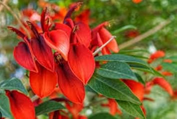 Dark orange erythrina crista galli blume samen for anpflanzung - cut blume favorite, heirloom & gmo free samen for home garten
 
 sale samen for home garten