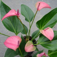 Grün Rosa Flamingoblume Andraeanum Blumensamen Blumensamen zur Aussaat lang Blüte Saison Traditionssorte & ohne Gentechnik Samen Hausgarten