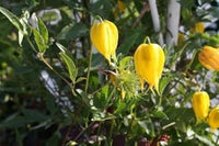 Gelb tangutica blume samen for anpflanzung - cottage garten essential, heirloom & gmo free samen for home garten
 
 sale samen for home garten