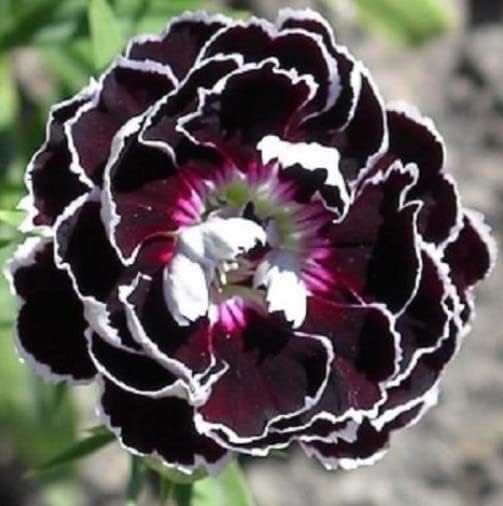 Schwarz Weiß Nelke Blumensamen zur Aussaat Bestäuber freundlich Traditionssorte & ohne Gentechnik Samen Hausgarten
