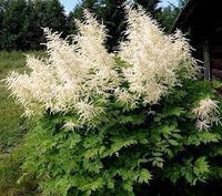 Aruncus dioicus blume samen for anpflanzung long bloom season heirloom & gmo free samen for home garten 
 
 sale for anpflanzung in home garten