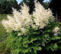 Aruncus dioicus blume samen for anpflanzung long bloom season heirloom & gmo free samen for home garten 
 
 sale for anpflanzung in home garten