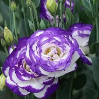 Violett Weiß Lisianthus Blumensamen zur Aussaat – Garten beliebt – Traditionssorte & ohne Gentechnik Samen Hausgarten