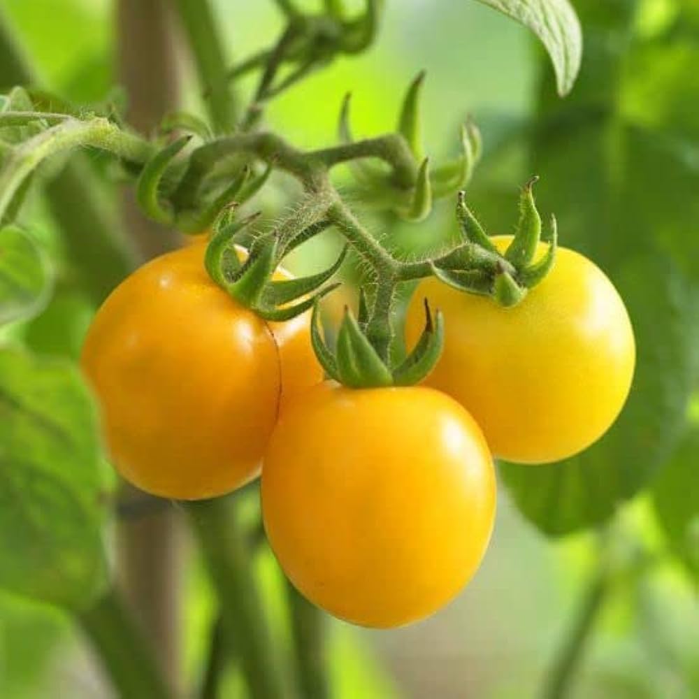 Gelb Tomate Samen Solanum lycopersicum zum Pflanzen in Gemüse Patch and Balcony Planters