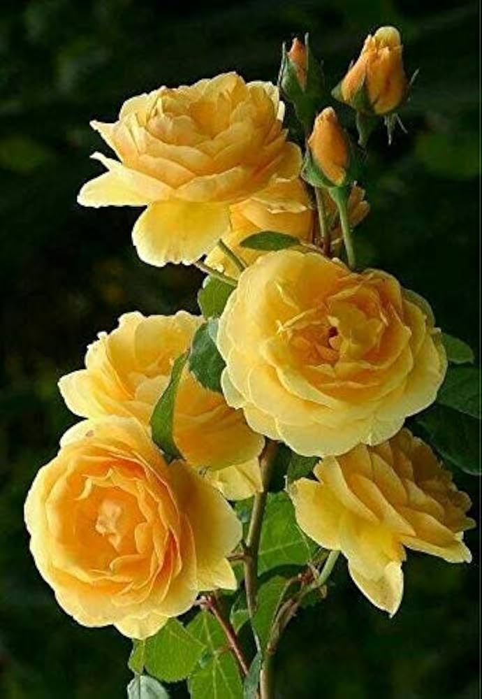 Gelb Rose DIY Garten Samen