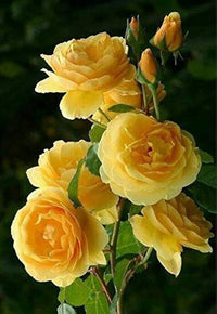 Gelb Rose DIY Garten Samen