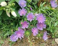 Stoke's aster blume samen for anpflanzung - garten favorite, heirloom & gmo free samen for home garten
 
 sale samen for home garten