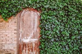 Ivy blume samen for anpflanzung premium quality heirloom & gmo free samen for home garten 
 
 sale for anpflanzung in home garten