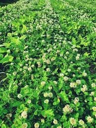 New zealand clover samen blume samen for anpflanzung - seasonal bloomer, heirloom & gmo free samen for home garten
 
 sale samen for home garten