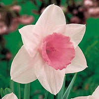 Pfirsichfarben Narzisse Blumensamen zur Aussaat Bestäuber freundlich Traditionssorte & ohne Gentechnik Samen Hausgarten