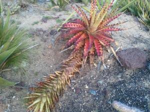 Hechtia Sp Tehuacan Blumensamen zur Aussaat – Bestäuber freundlich – Traditionssorte & ohne Gentechnik Samen Hausgarten