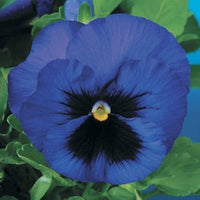 Stiefmütterchen Delta Pre tief Blau Samen tief Blau Stiefmütterchen Blumen
