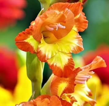 Gladiolus gelb orange blume samen for anpflanzung - cut blume favorite, heirloom & gmo free samen for home garten
 
 sale for anpflanzung in home garten.