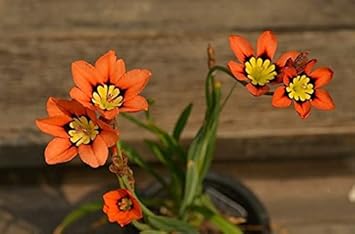 Orange schwarz sparaxis blume samen for anpflanzung - cut blume favorite, heirloom & gmo free samen for home garten
 
 sale for anpflanzung in home garten