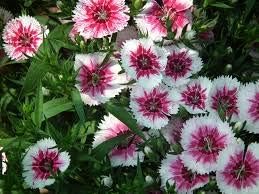 Weiß mix dianthus samen for anpflanzung - elegant blume blooms