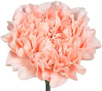 Grün amaryllis blume samen for anpflanzung perfect for borders heirloom & gmo free samen for home garten
 
 sale for anpflanzung in home garten