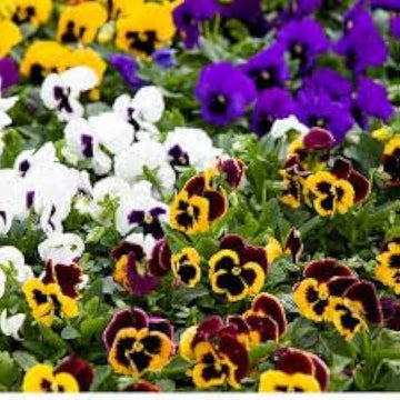 Giant clear ruby pansy samen for cool season garten