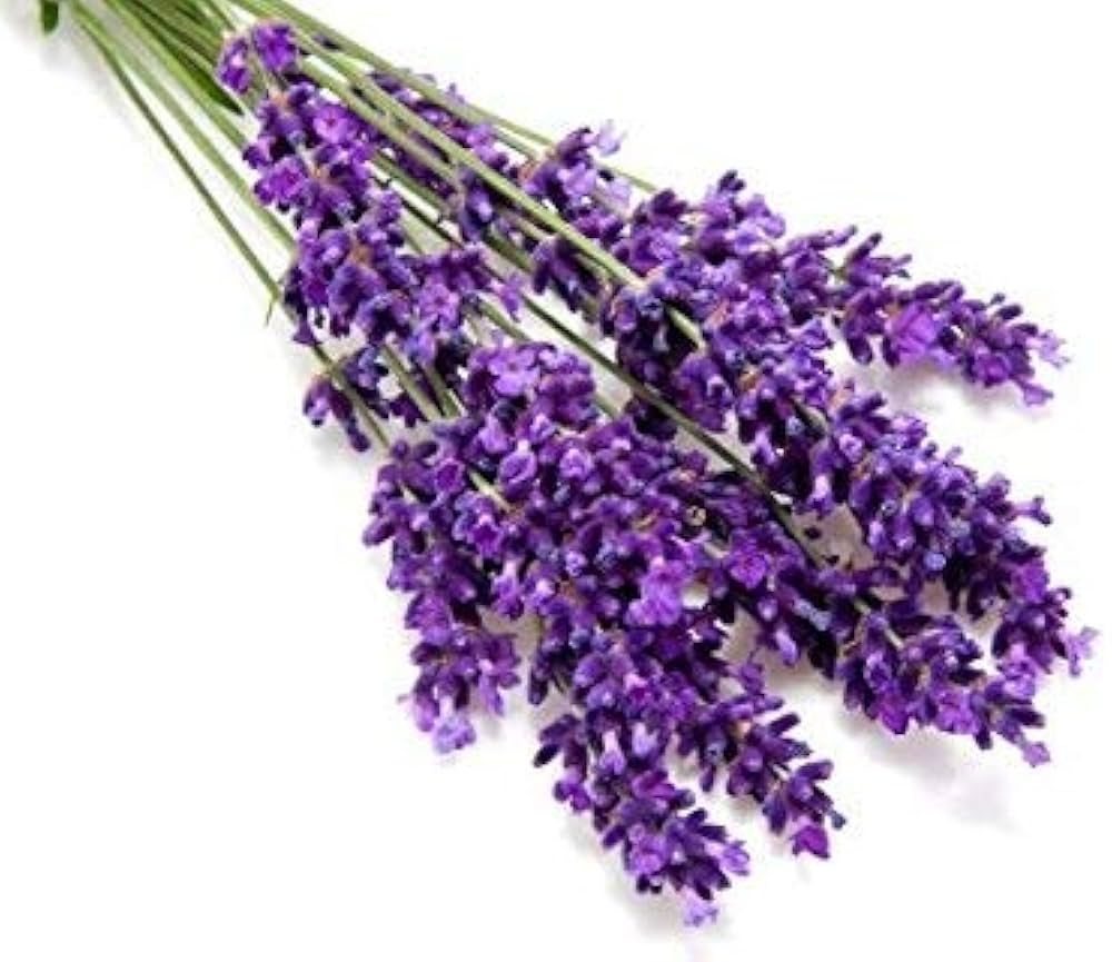 Lavendel Samen zur Aussaat Lavandula Angustifolia Blume Beet aromatic Garten