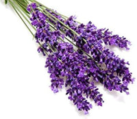 Lavendel Samen zur Aussaat Lavandula Angustifolia Blume Beet aromatic Garten