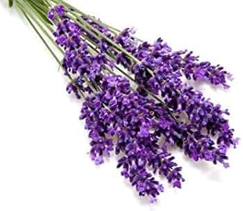 Gemischt Lavendel Blumensamen zur Aussaat farbenfroh Schau Traditionssorte & ohne Gentechnik Samen Hausgarten