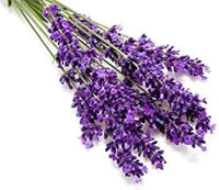 Gemischt Lavendel Blumensamen zur Aussaat farbenfroh Schau Traditionssorte & ohne Gentechnik Samen Hausgarten